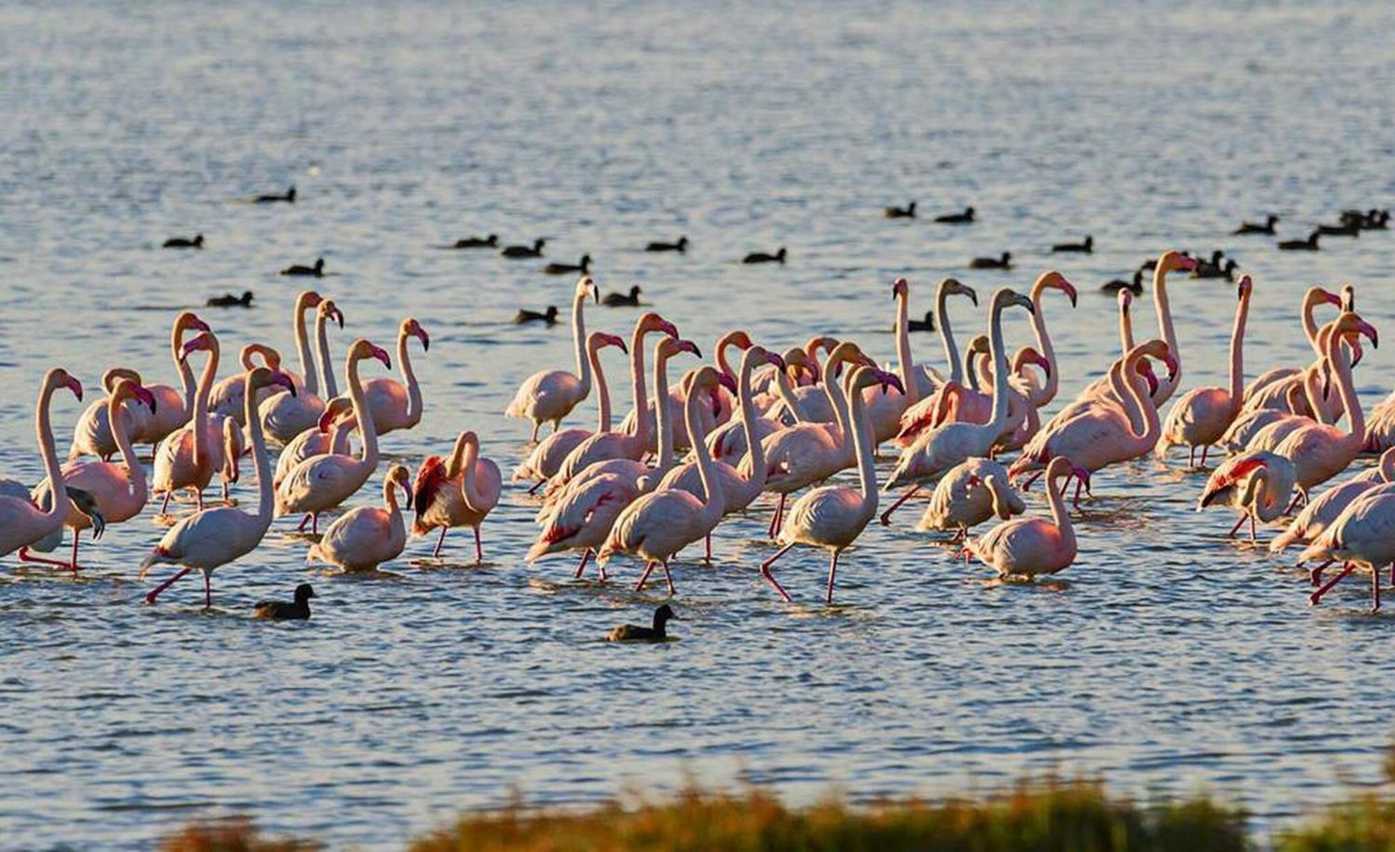 Вілла Barraca Tipica Del Delta, Con Piscina, Jardin Y Barbacoa - Deltavacaciones Сан-Жауме-де-Енвежа Екстер'єр фото